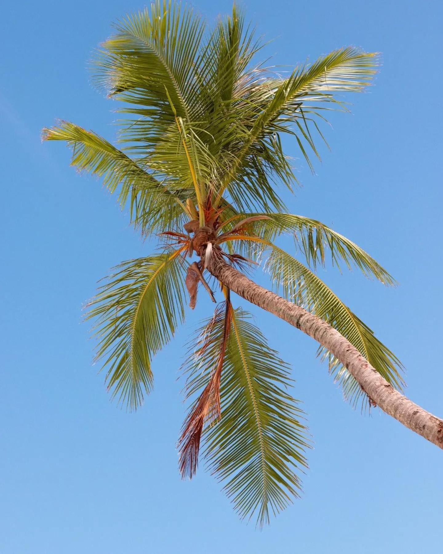 Kudhi Boli Beach House Thulusdhoo ภายนอก รูปภาพ