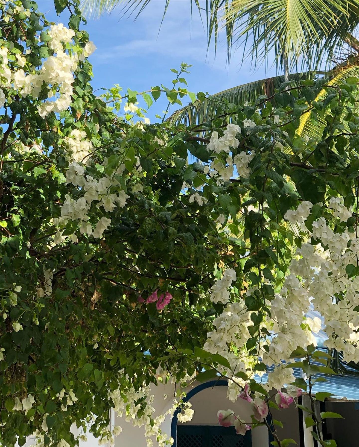 Kudhi Boli Beach House Thulusdhoo ภายนอก รูปภาพ